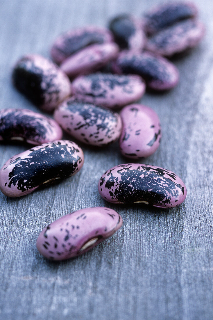 Runner beans (Phaseolus 'Scarlet Runner')