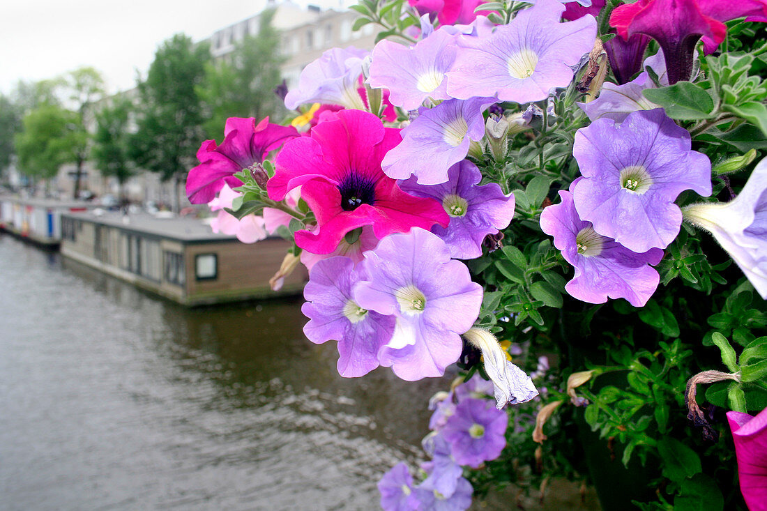 Petunia flowers over a canal