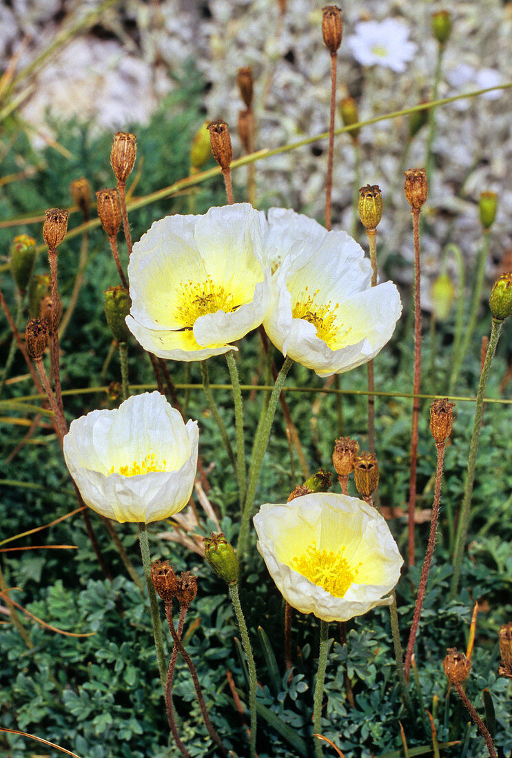 Poppies (Papaver julicum)