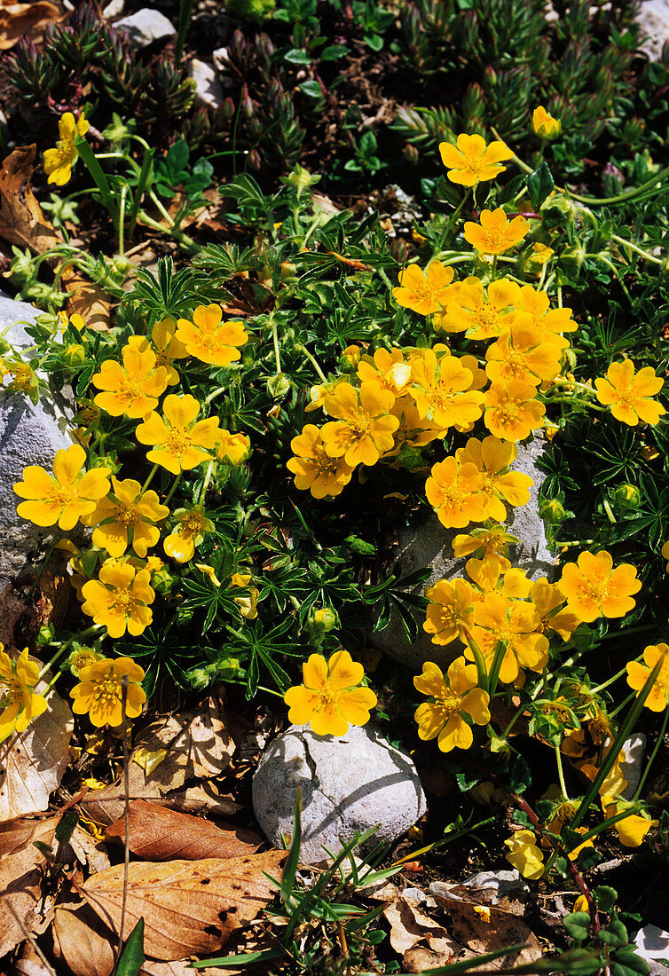 Alpine cinquefoil (Potentilla crantzii)