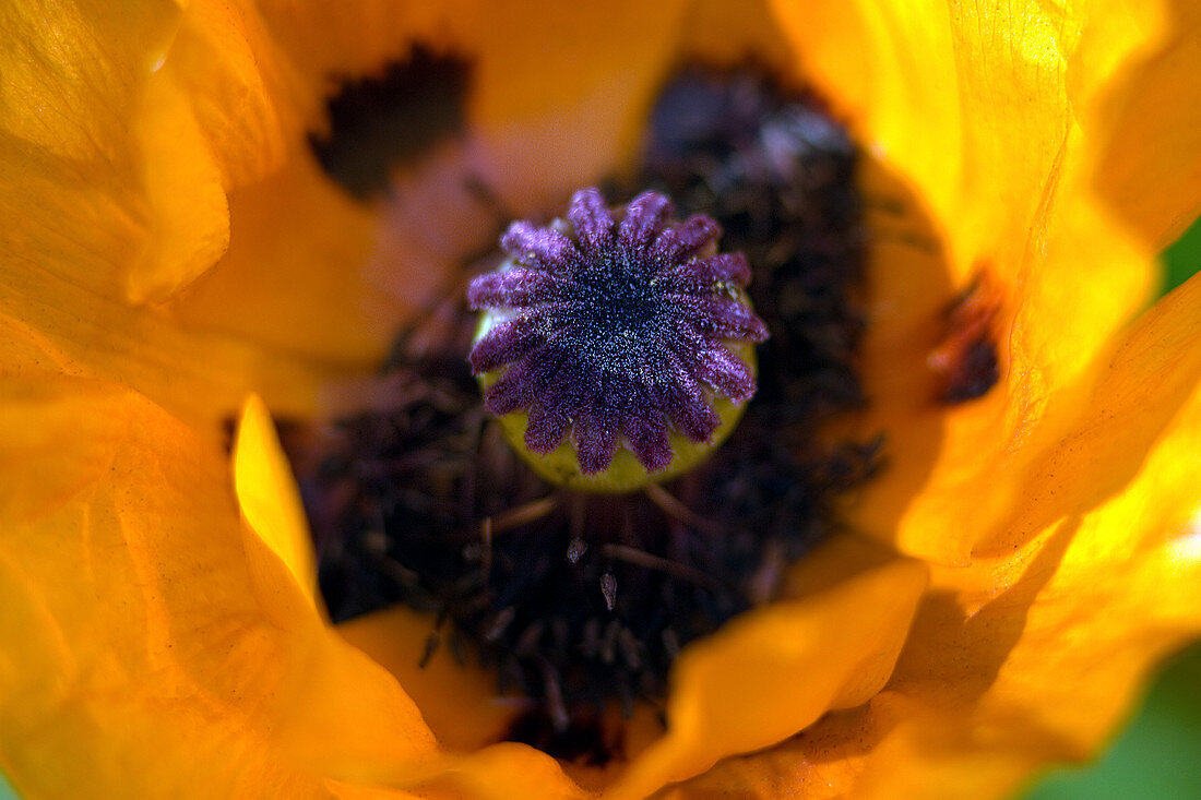 Oriental poppy (Papaver orientale)