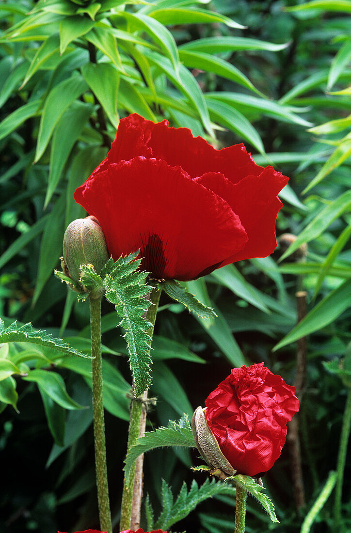 Papaver orientale 'Beauty of Livermere'