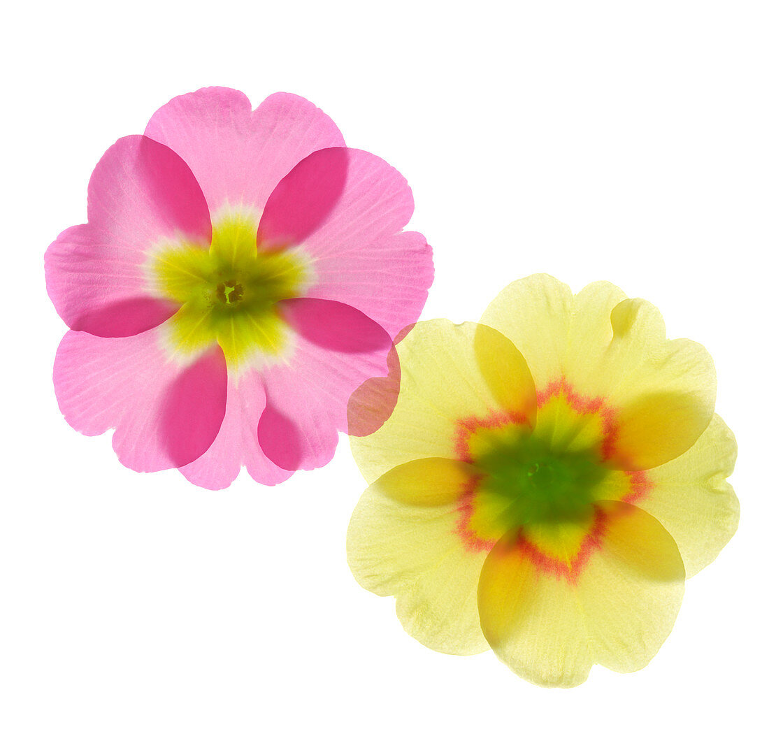 Primrose flowers (Primula vulgaris)