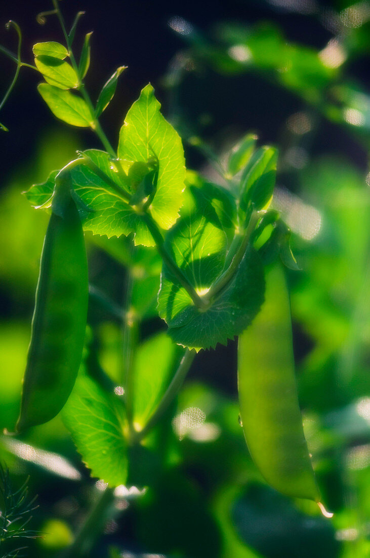 Garden pea plant (Pisum sativum)