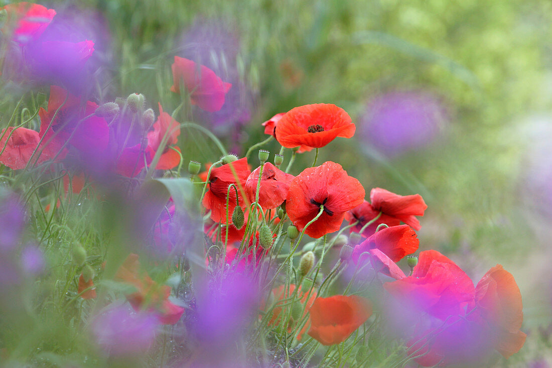 Corn poppies (Papaver rhoeas)