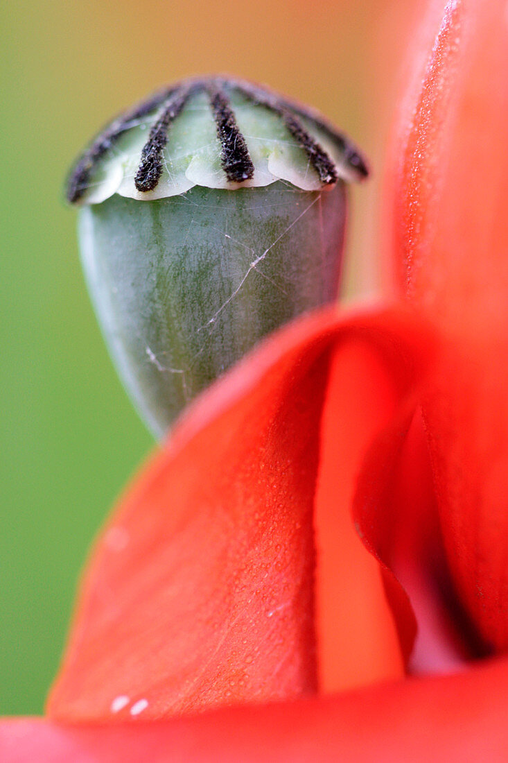 Corn poppy seed head (Papaver rhoeas)