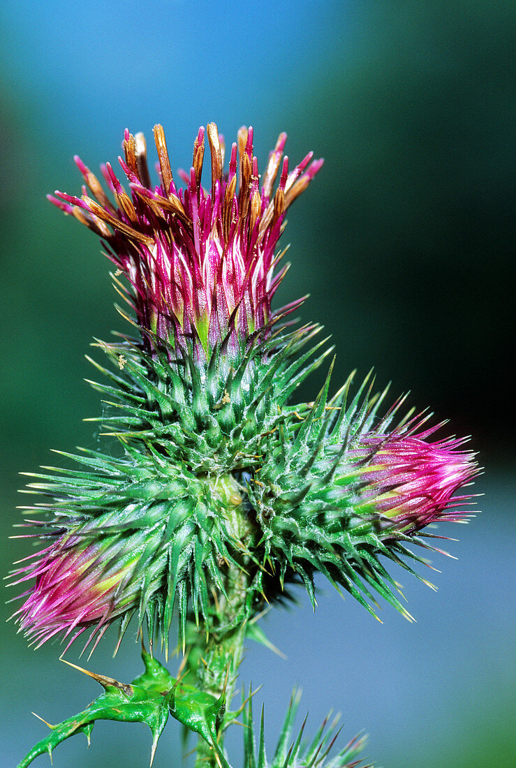 Thistle (Ptilostemon strictus)