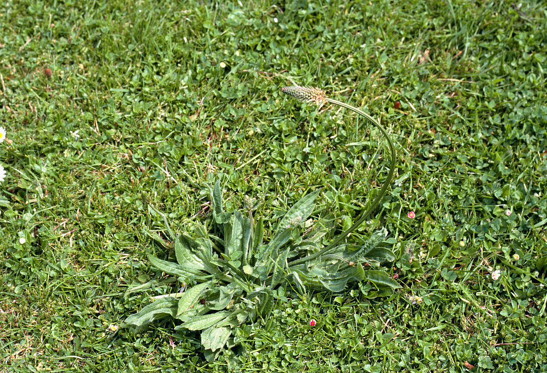 Ribwort (Plantago lanceolata)