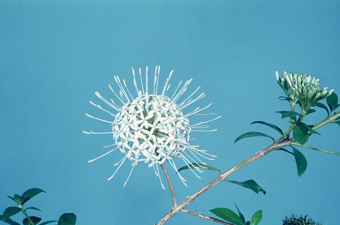 Pavetta flower (Pavetta sp.)