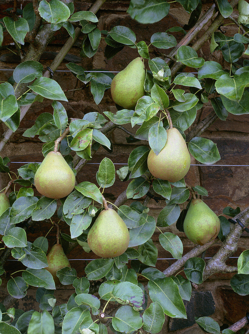 Pear 'Doyenne du Comice'