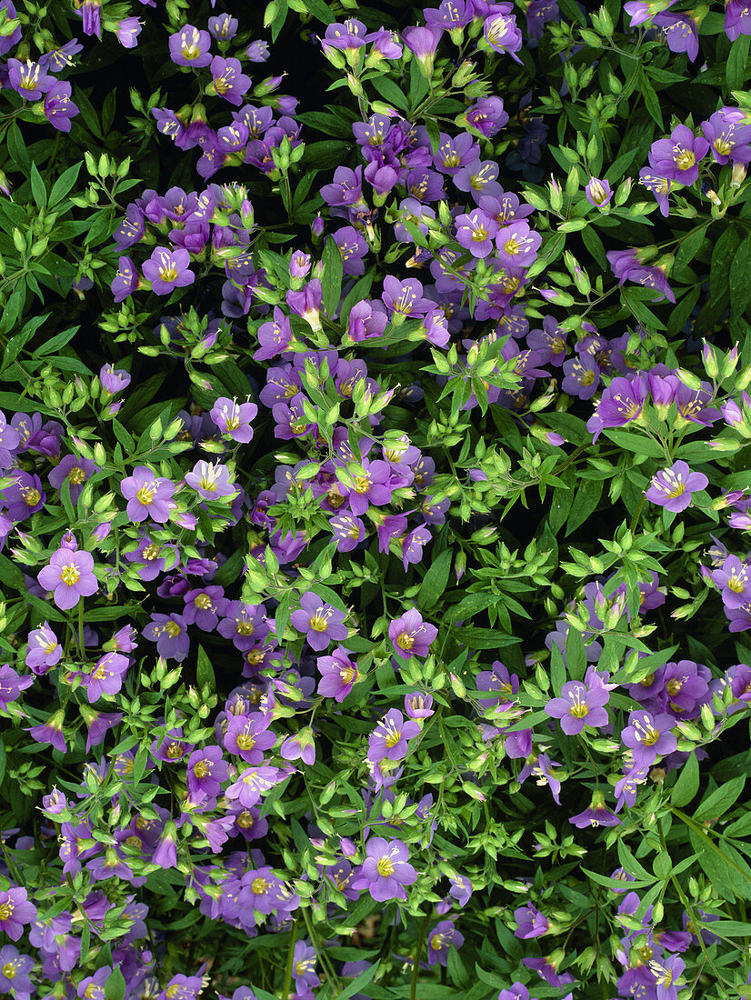 Polemonium 'Lambrook Mauve'