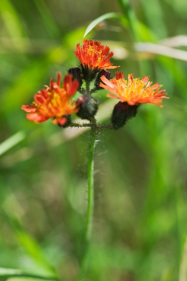 Orange hawkweed (Piosella aurantiaca)