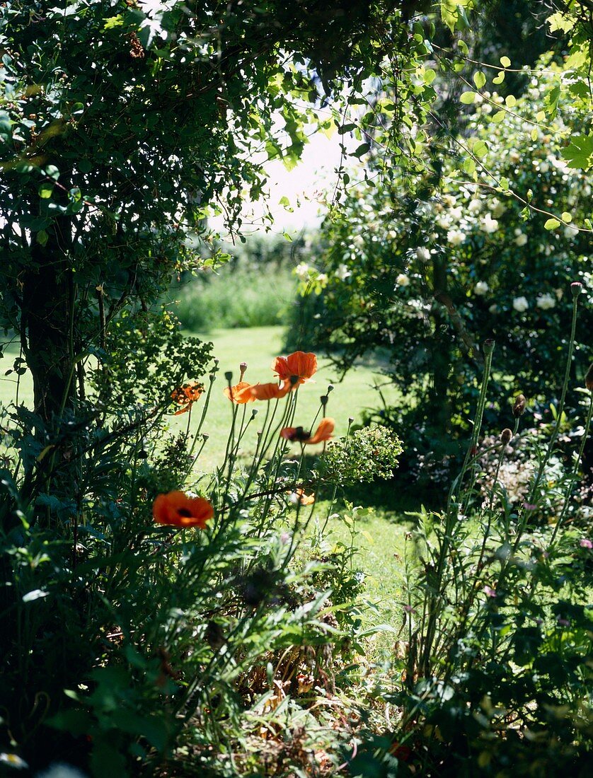 Oriental poppy (Papaver orientale)