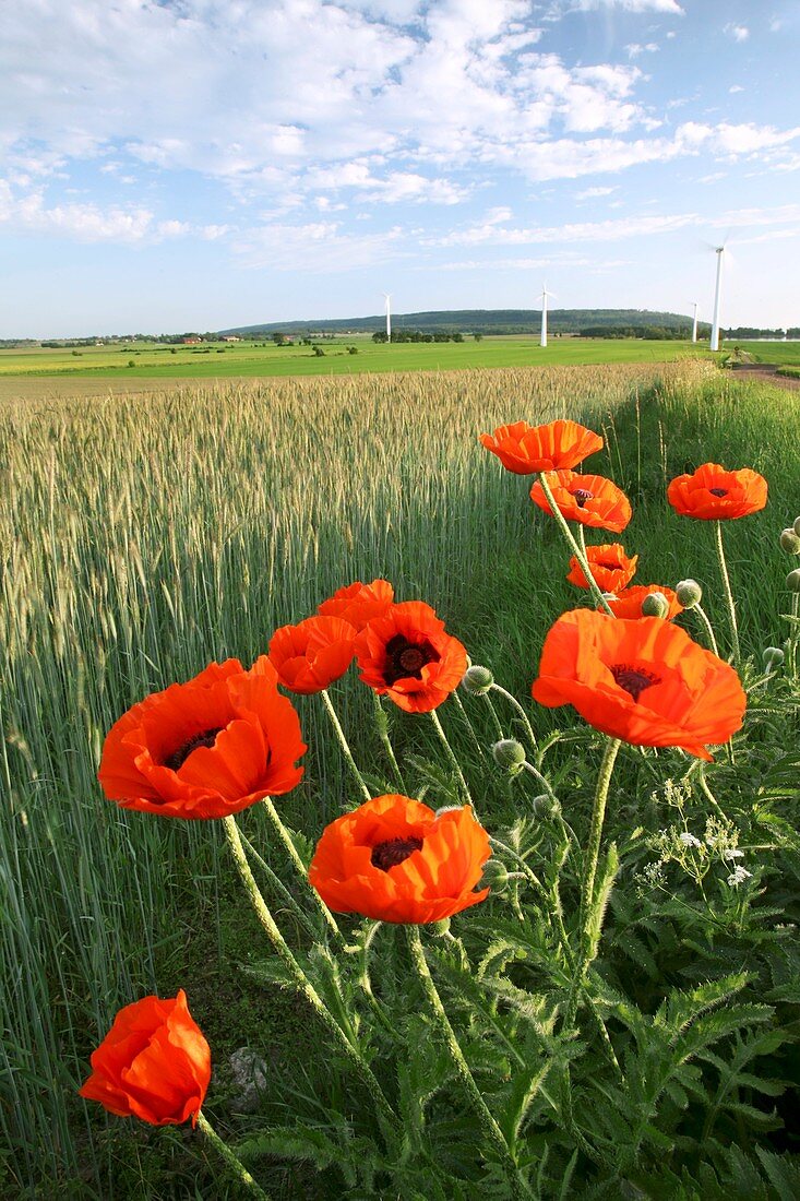 Poppies in a field