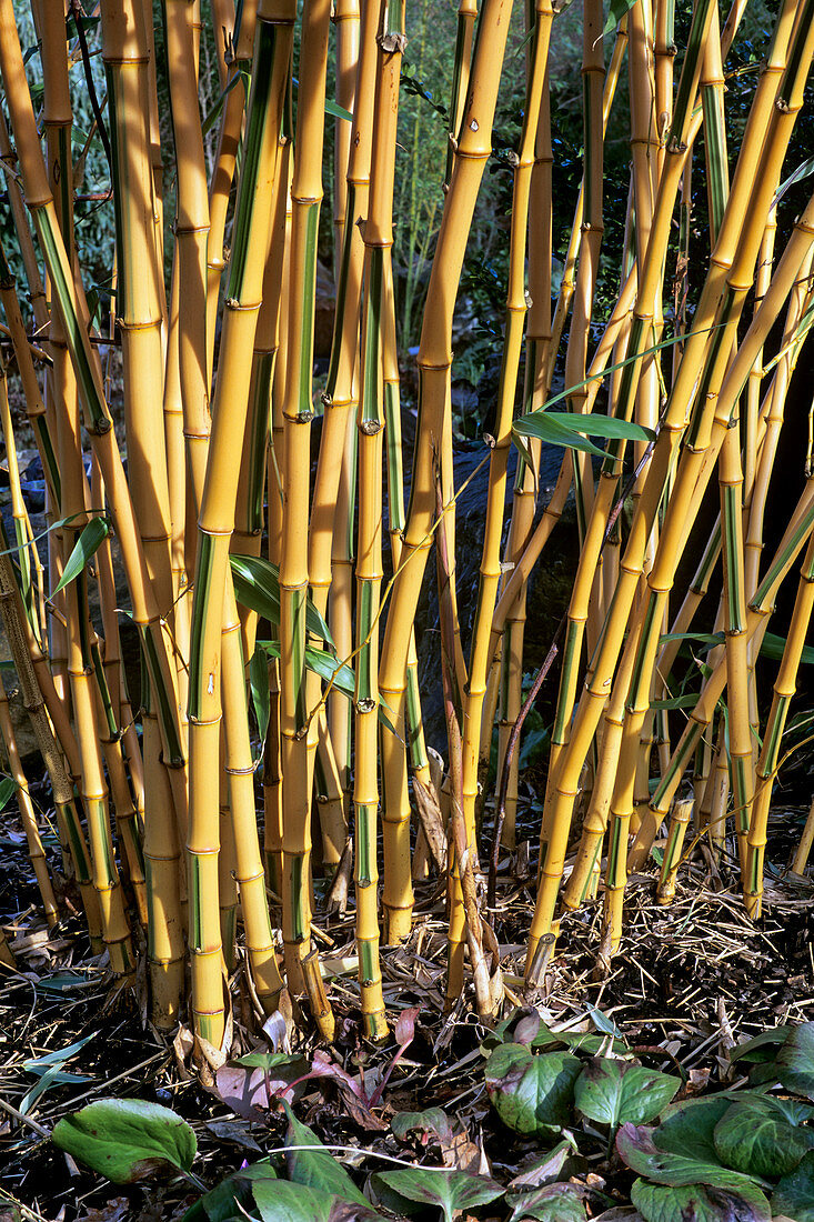 Phyllostachys bambusoides 'Castillonii'