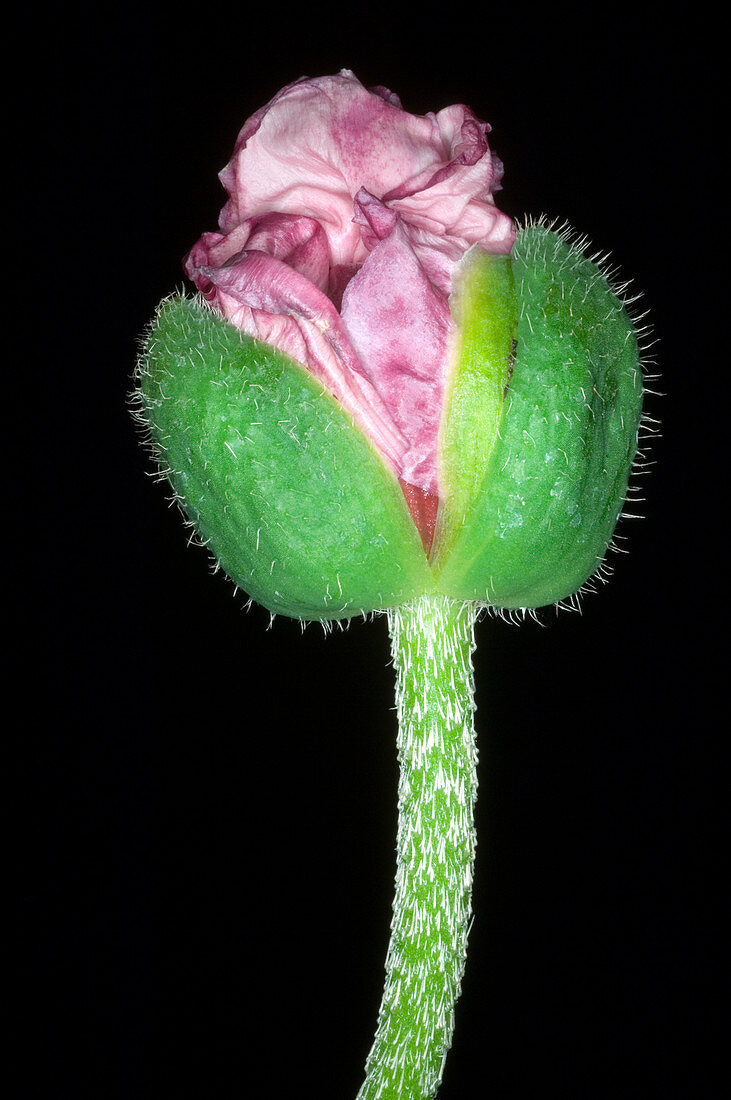 Poppy (Papaver sp.)