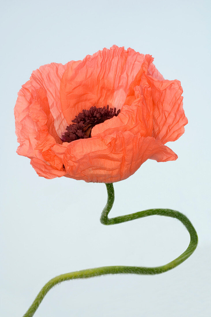 Poppy (Papaver sp.)