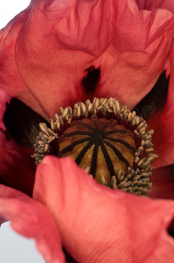 Poppy (Papaver sp.)