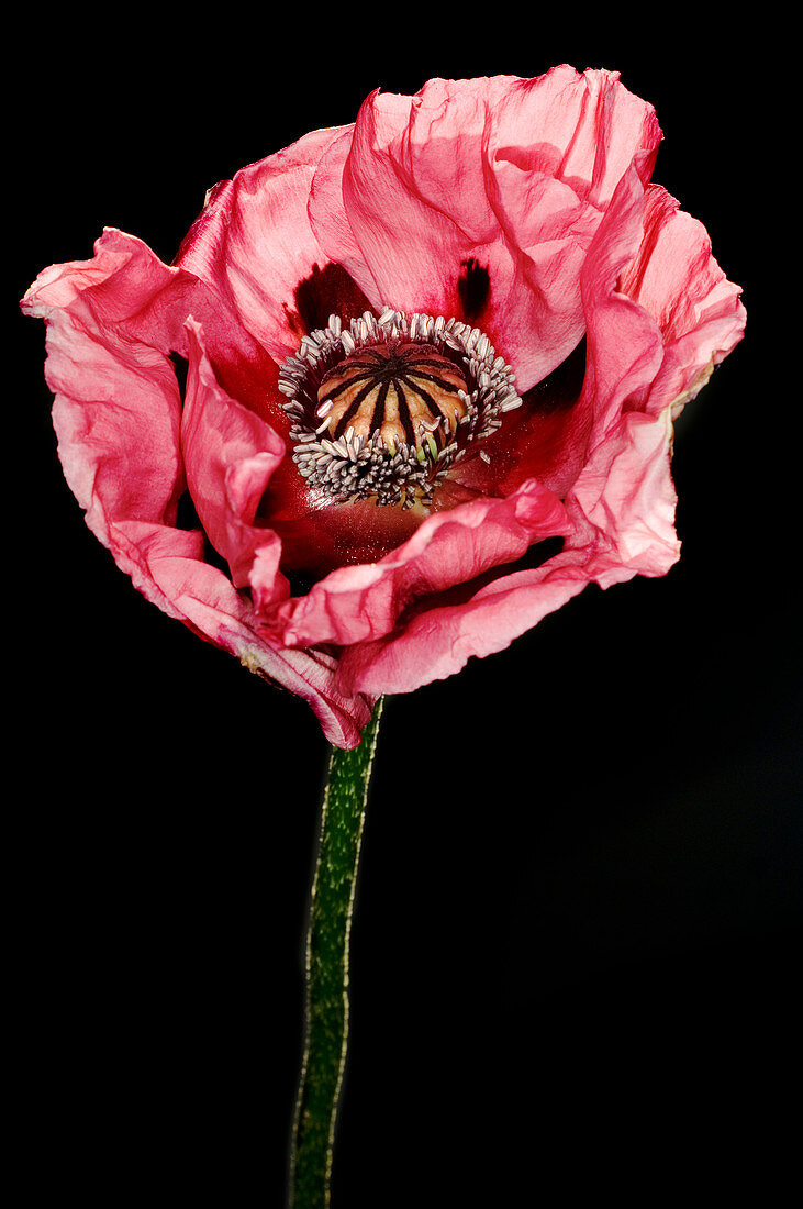 Poppy (Papaver sp.)