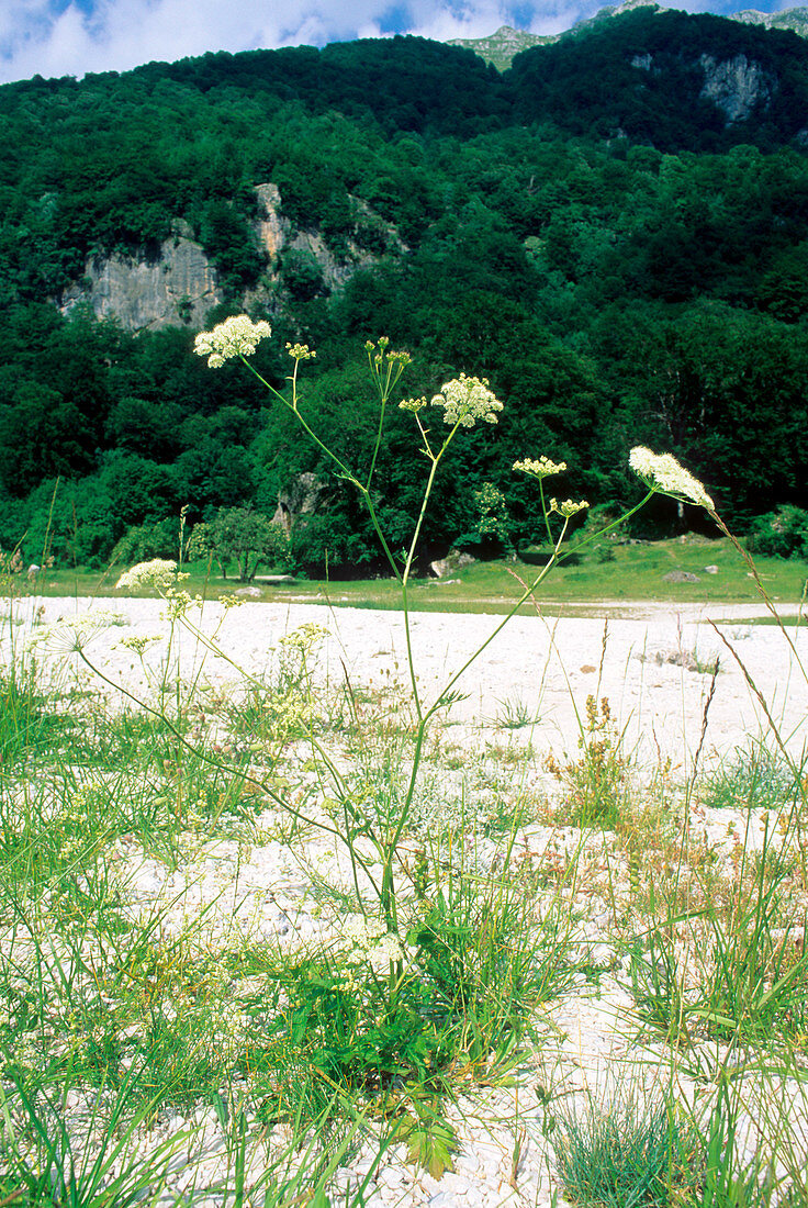 Saxifrage (Pimpinella major)