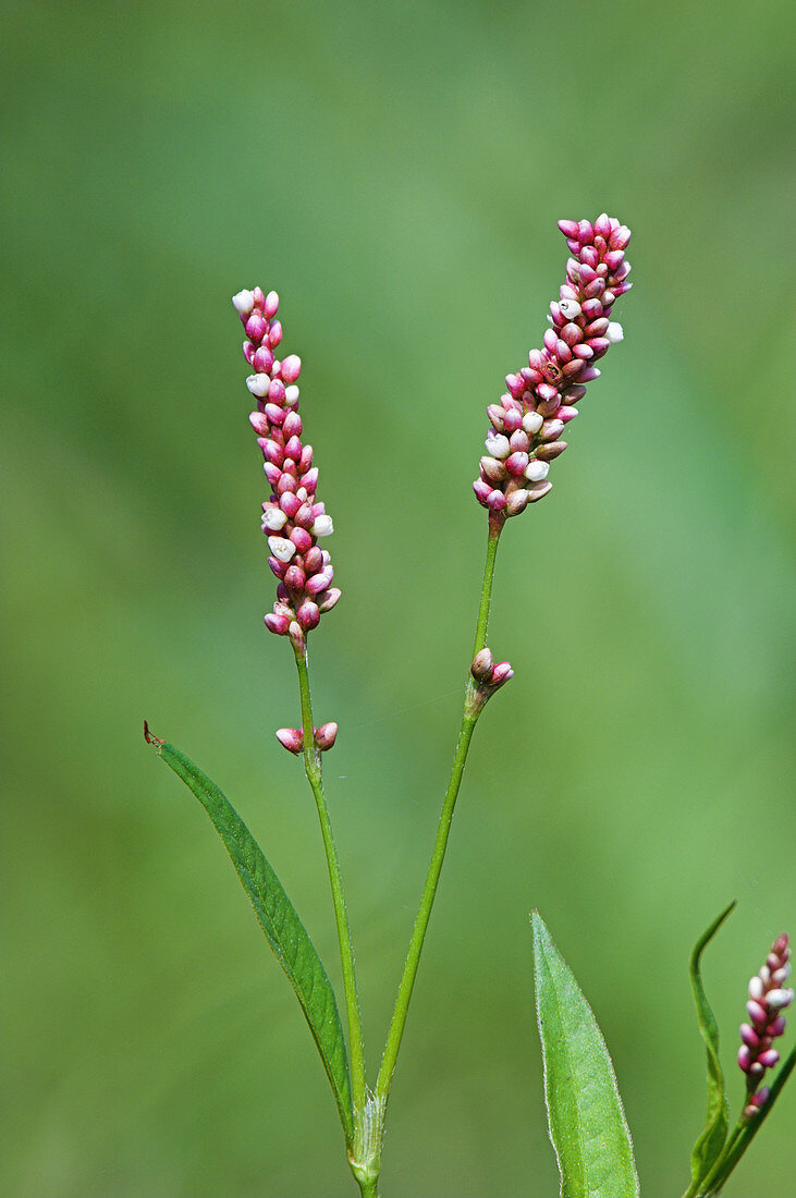Pinkweed (Persicaria maculosa)