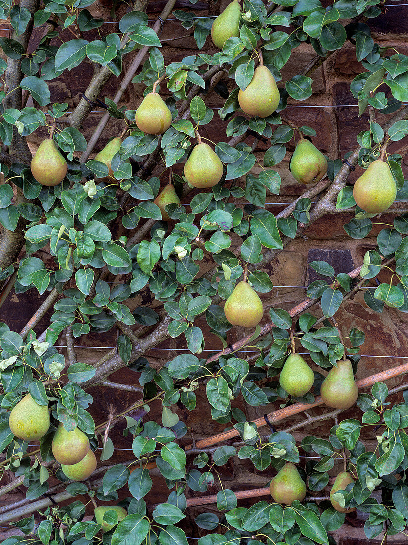 PEAR 'Doyenne du Comice')