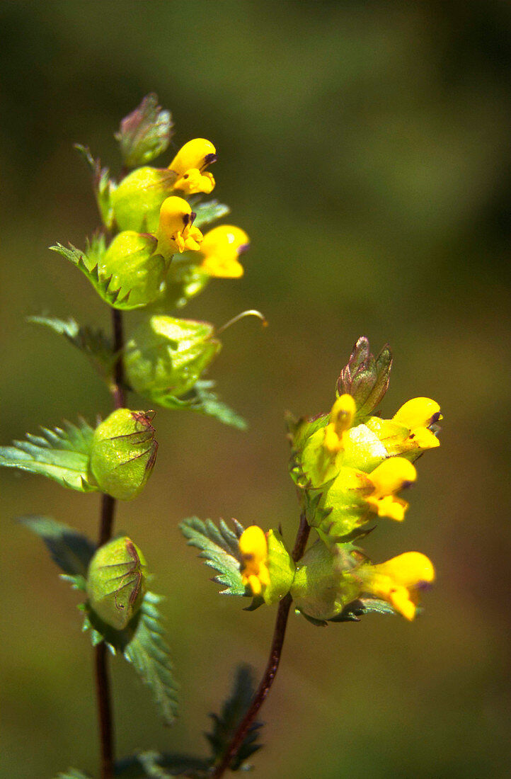 Rhinanthus minor