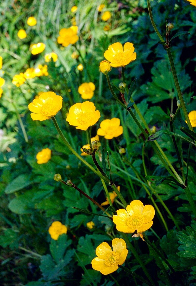 Ranunculus repens