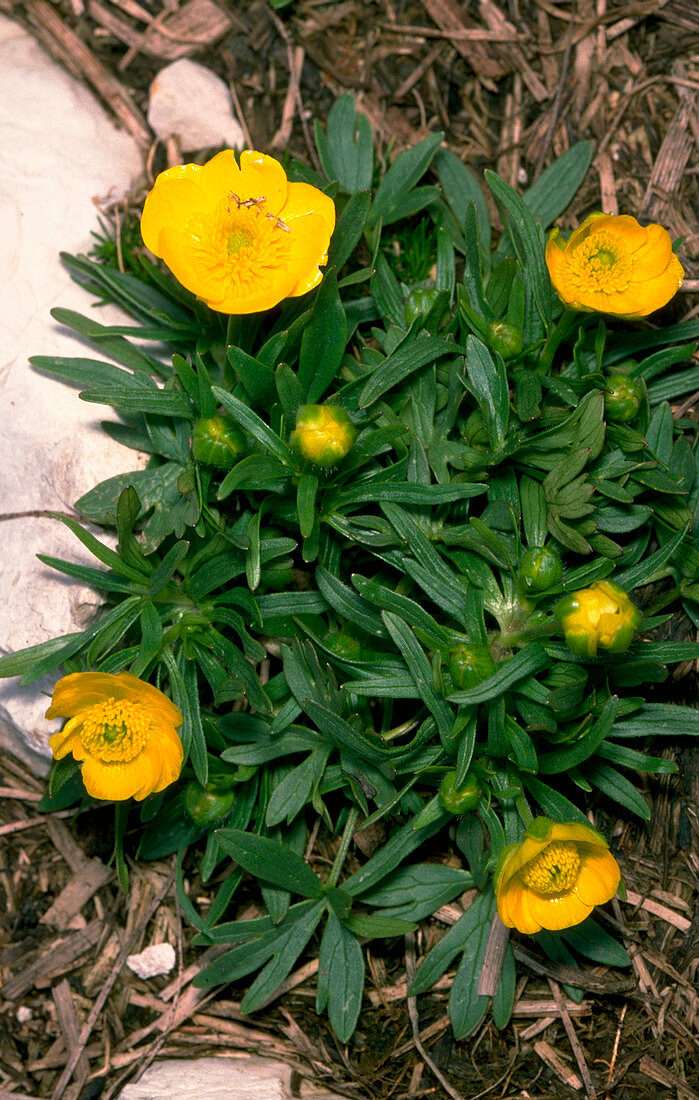 Ranunculus montanus