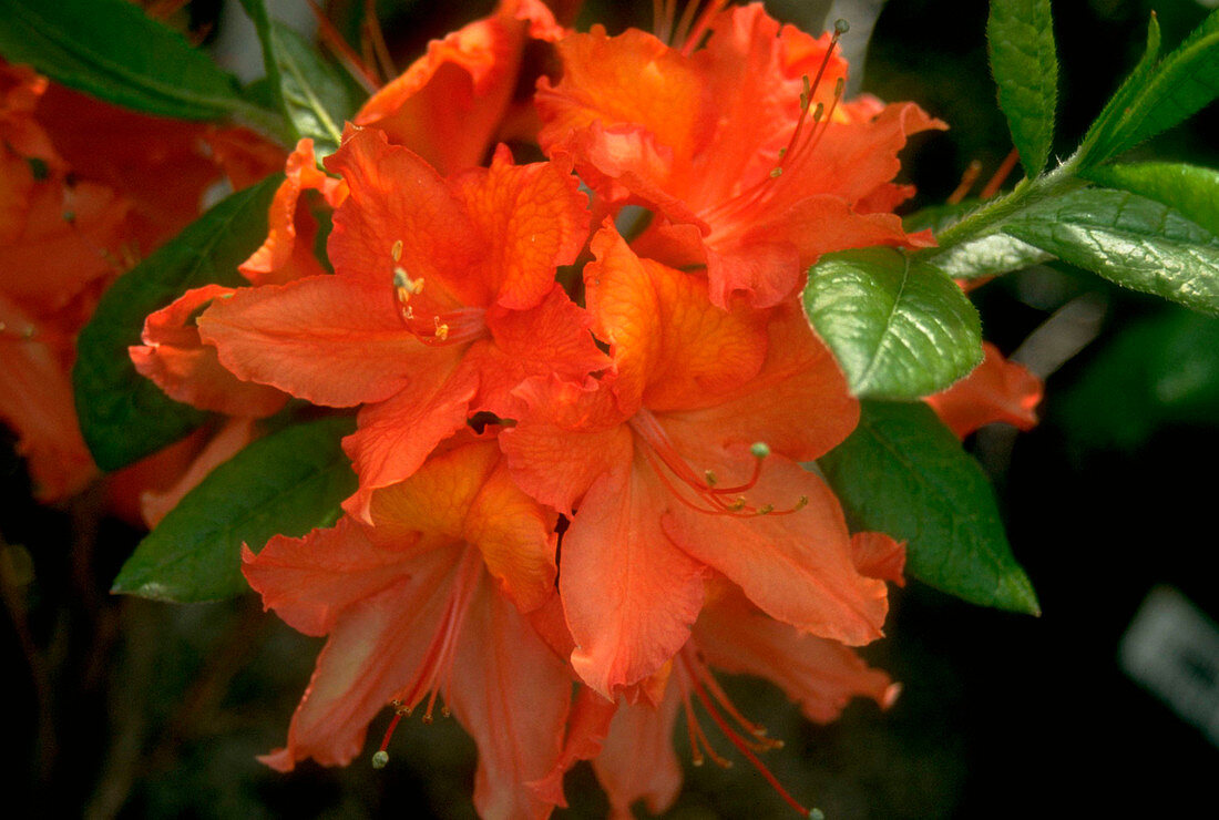 Rhododendron Balzac