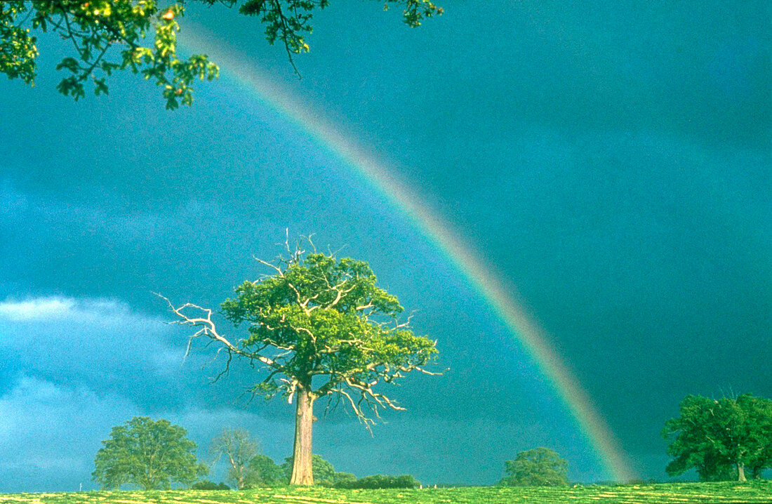 Rainbow over ancient Oak