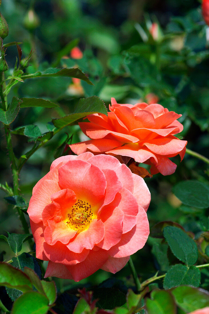 Rose 'Betty Harkness'