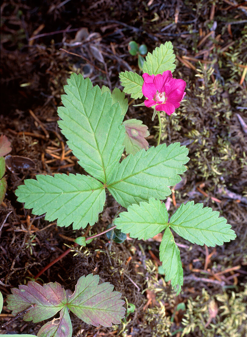 Arctic bramble flower (Rubus arcticus)