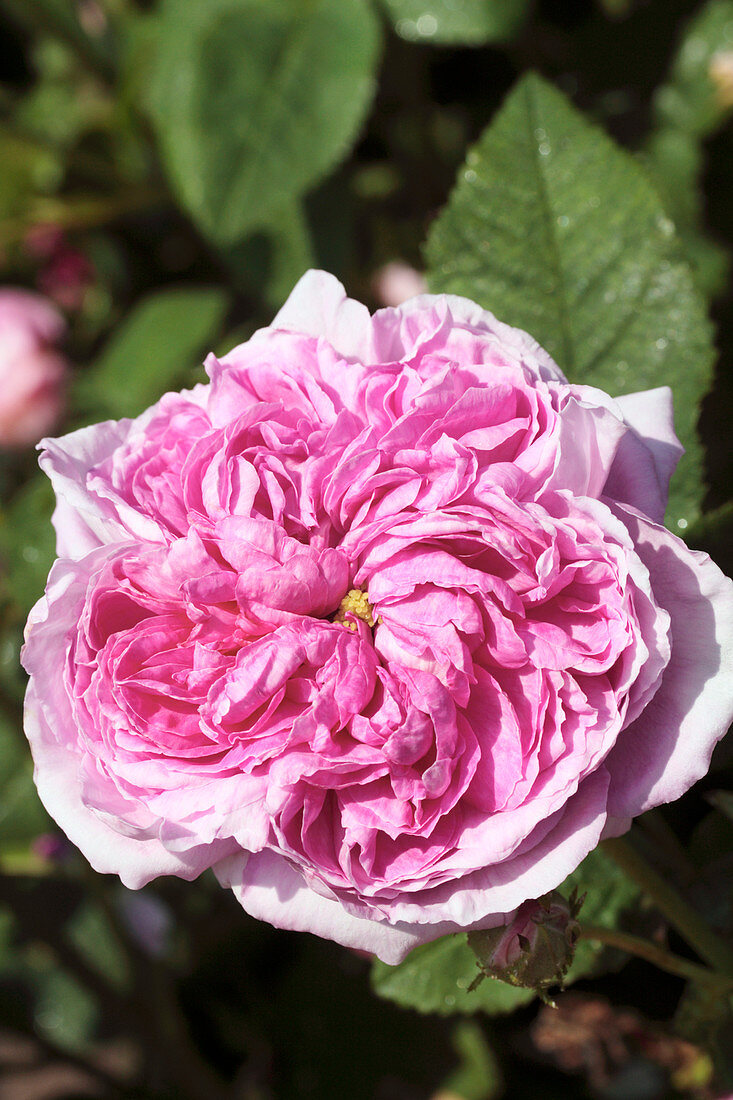 Rose (Rosa 'Duc de Fitzjames')