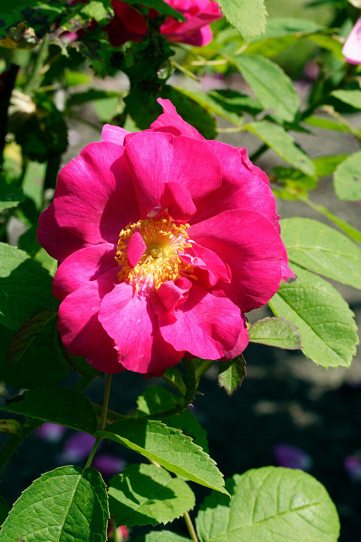 Rose (Rosa 'Duchess of Portland')
