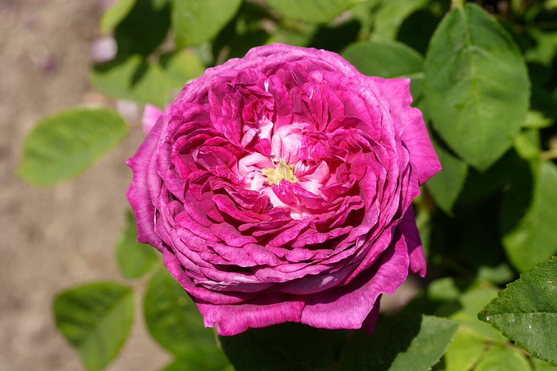 Rose (Rosa 'The Bishop')