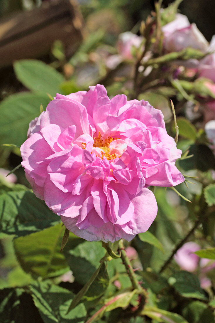Rose (Rosa 'Des Quatre Saisons')
