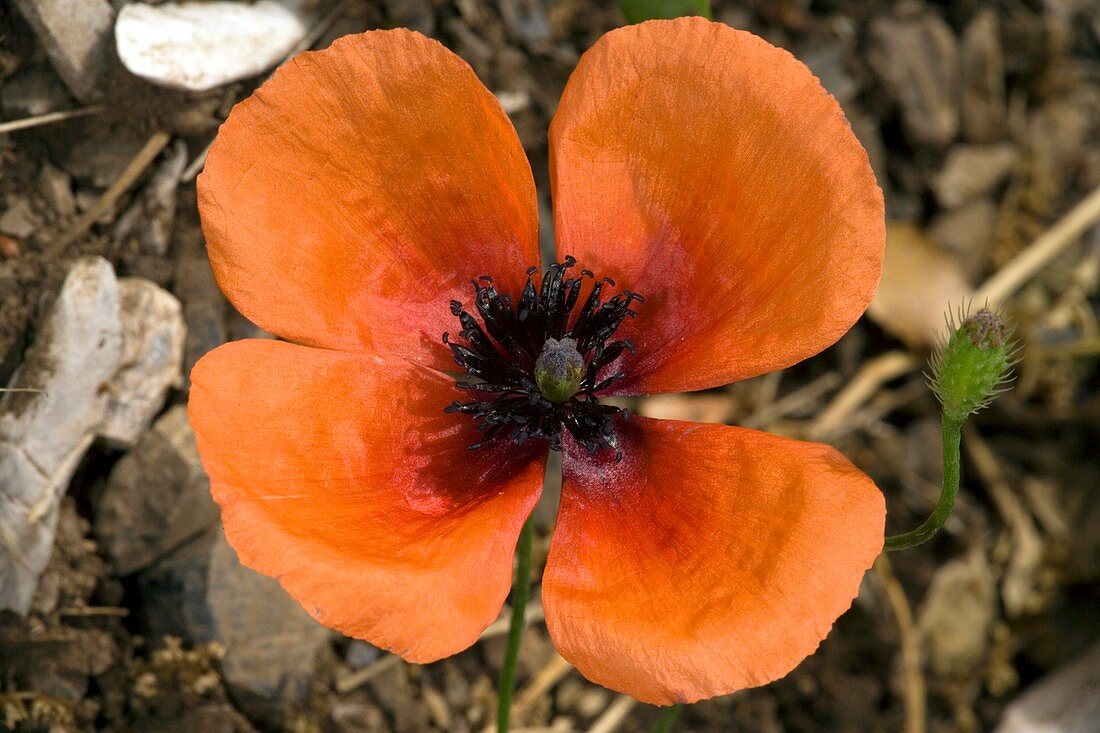 Long pricklyhead poppy (Papaver argemone)