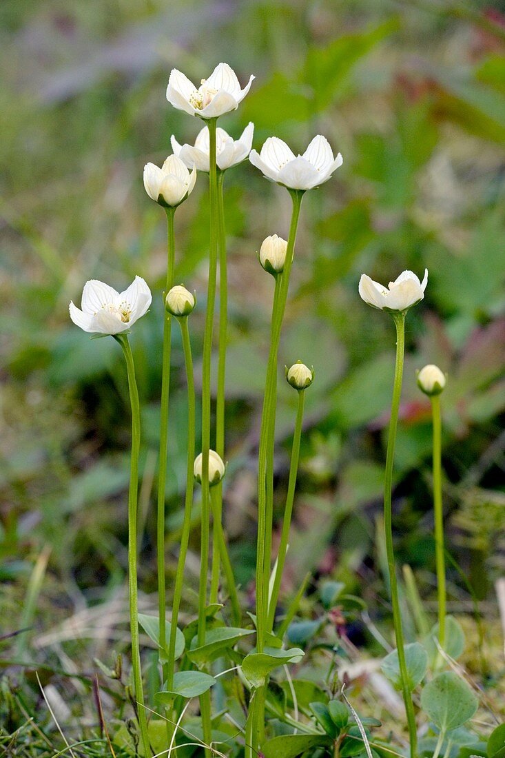 Grass of Parnassus (Parnassia palustris)