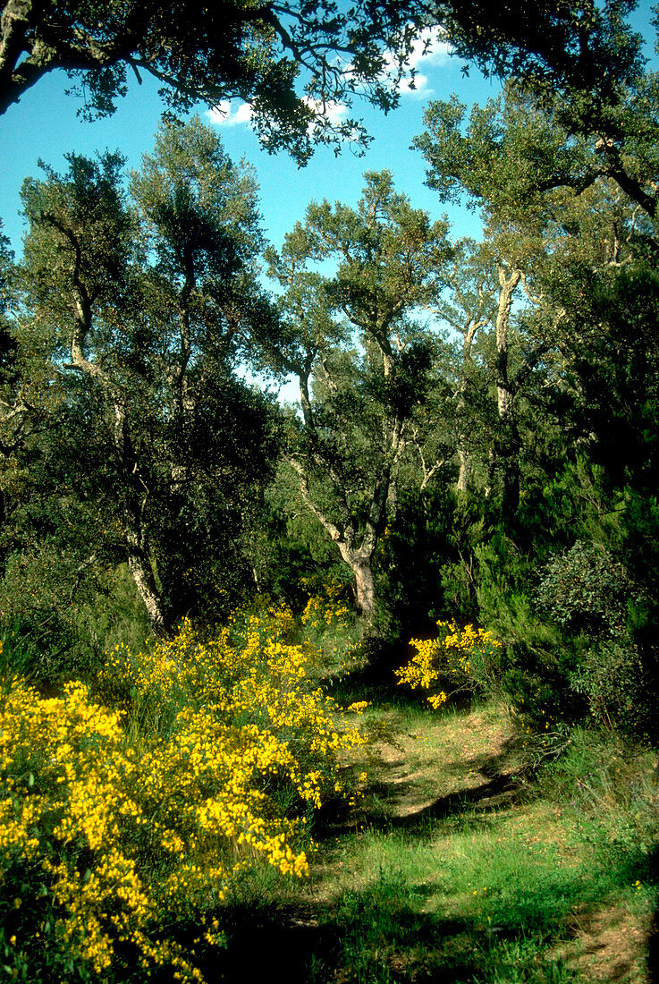 Quercus suber & Cytisus scoparius