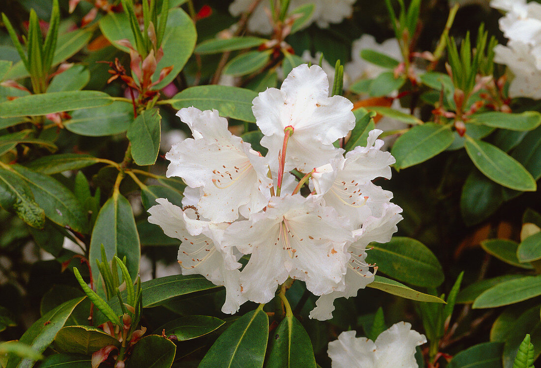 Rhododendron Loders White