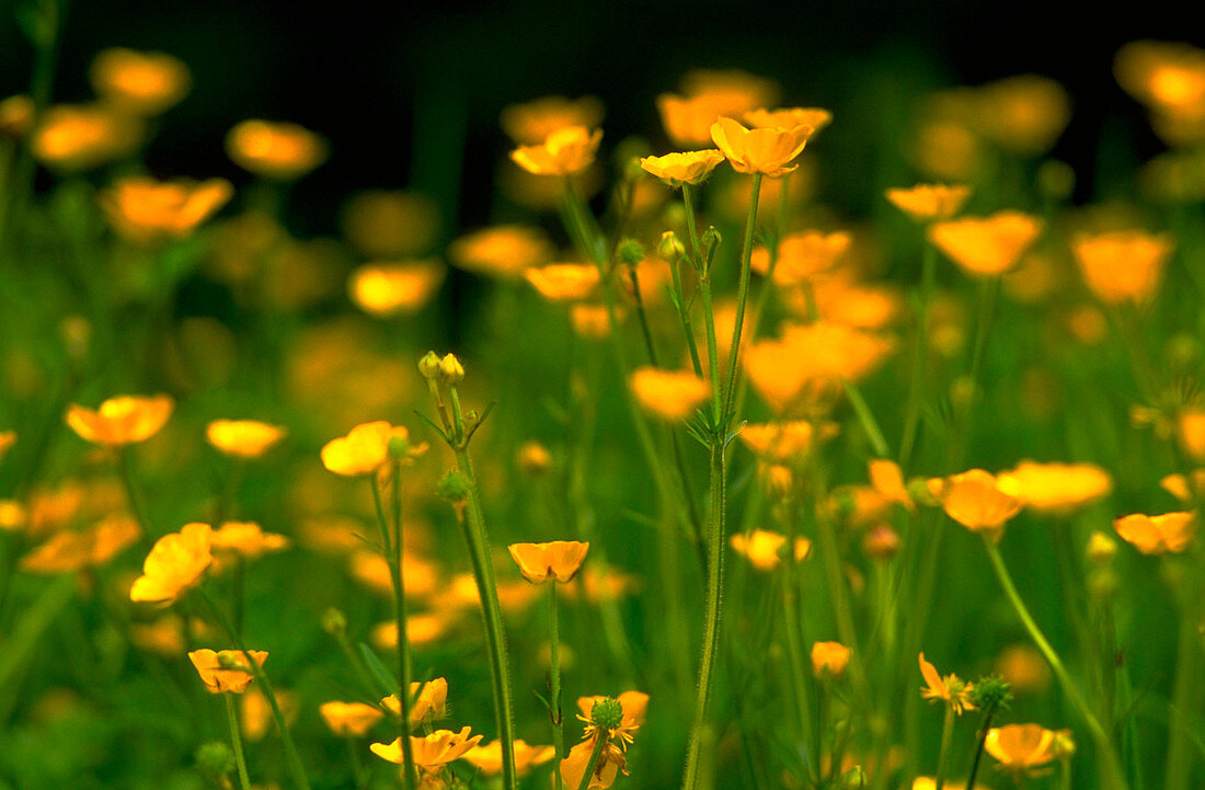 Ranunculus acris