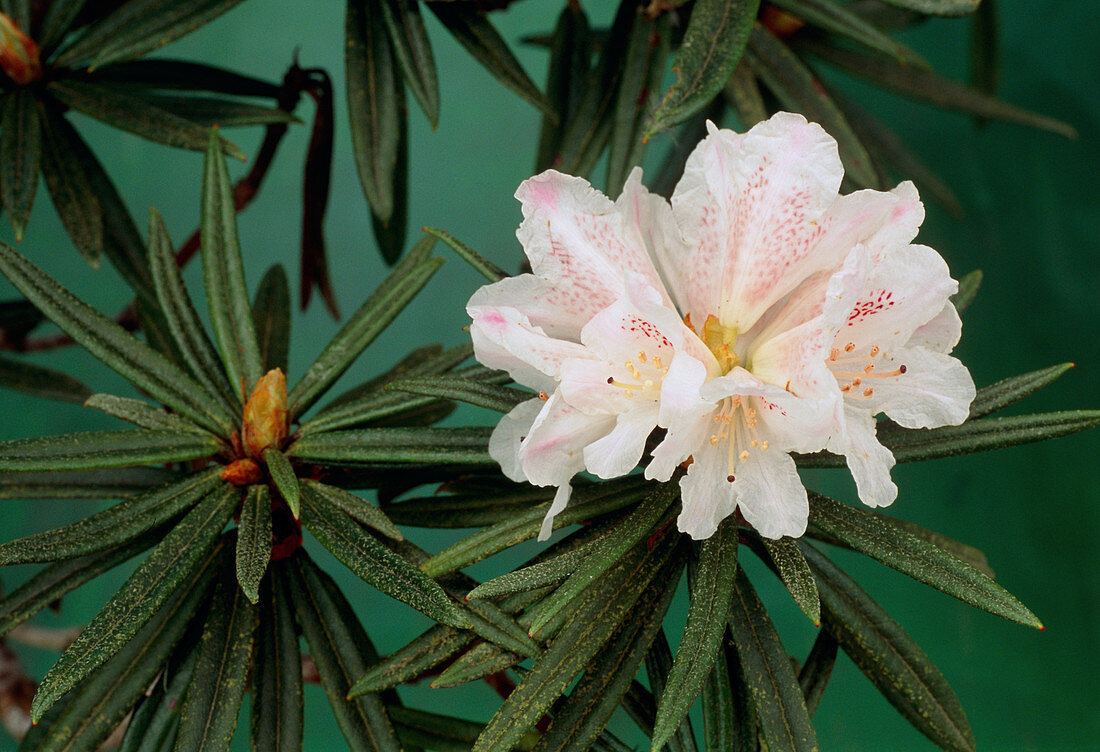 Rhododendron roxianum var oreonastes