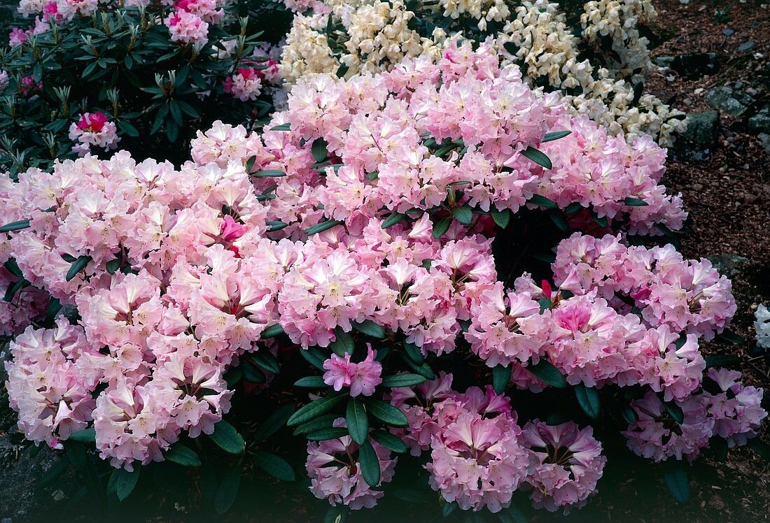 Rhododendron Yaku Prince