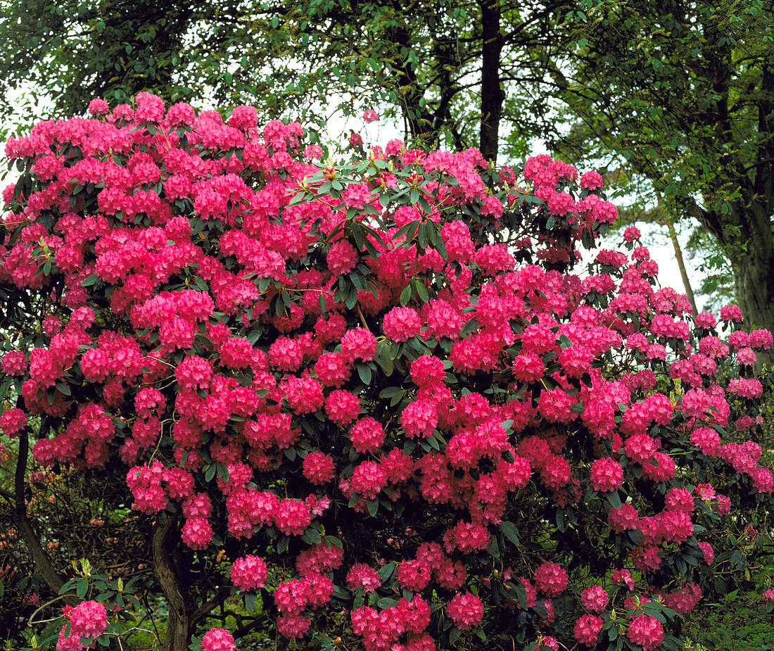 Rhododendron Cynthia