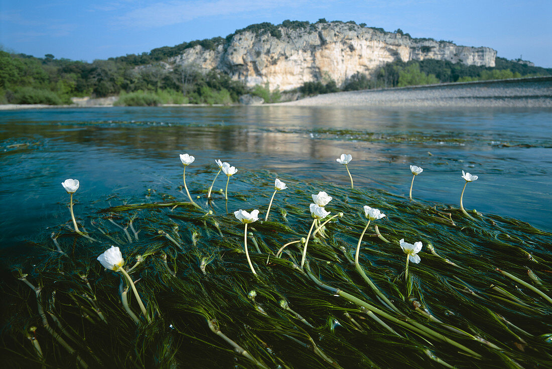 Ranunculus fluitans