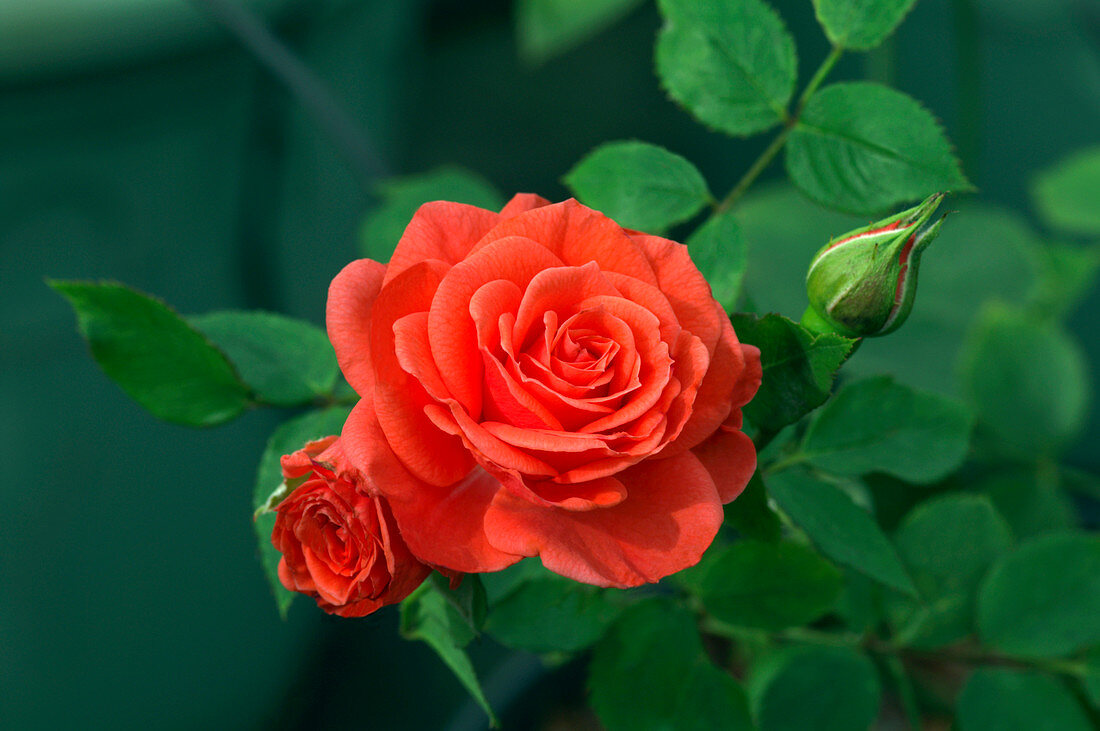 Miniature rose (Rosa 'Patiohit')