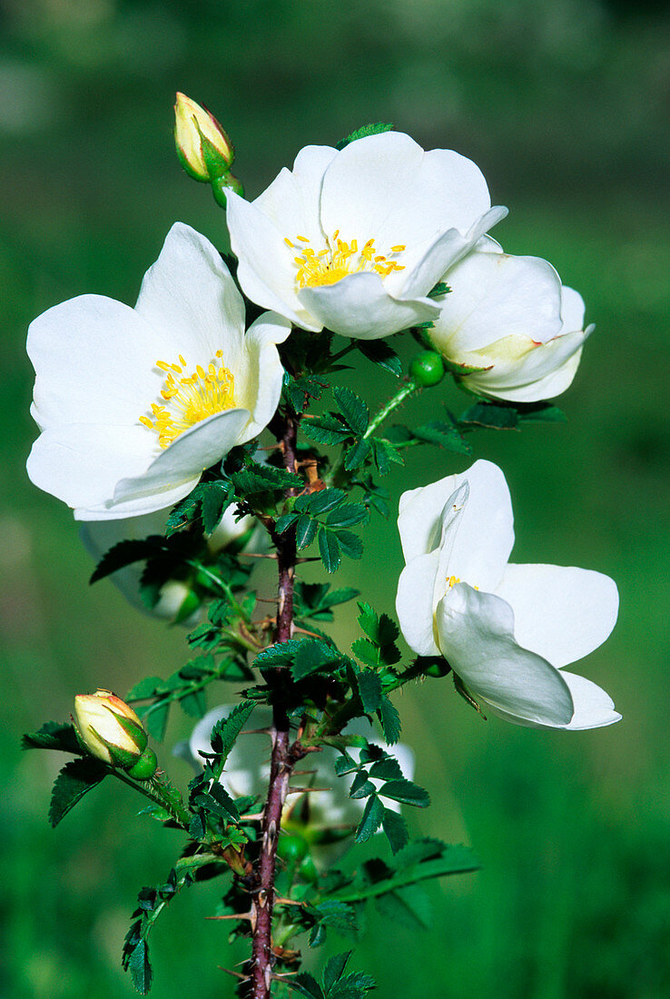 Burnet rose (Rosa pimpinellifolia)