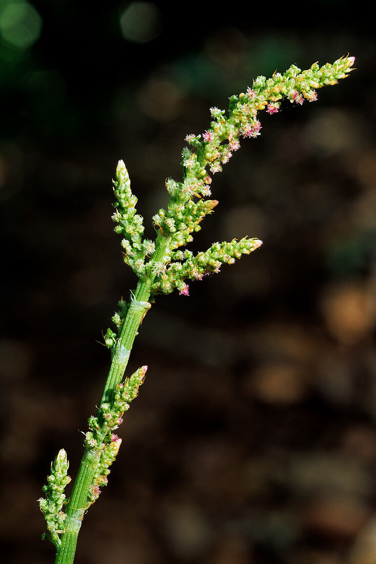 Rumex nebroides