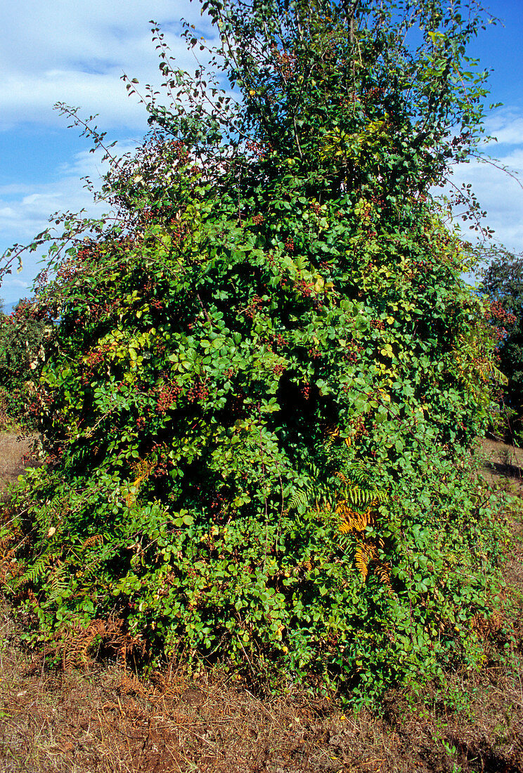 Elm-leaved bramble (Rubus ulmifolius)